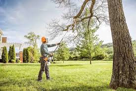 Best Tree Removal Services  in Englewood Cliffs, NJ